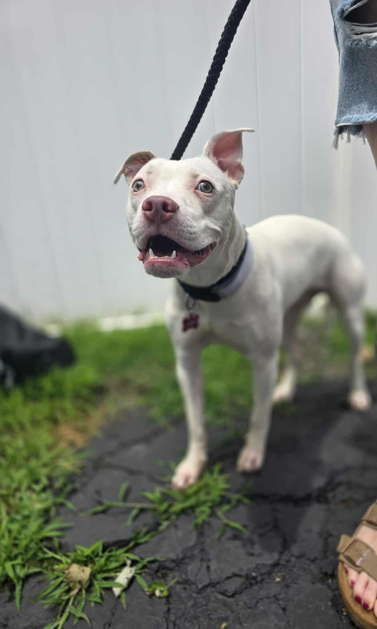 Enlarge Judy, a Adoptable Pit Bull Terrier in Lincoln Park, NJ image 4/6
