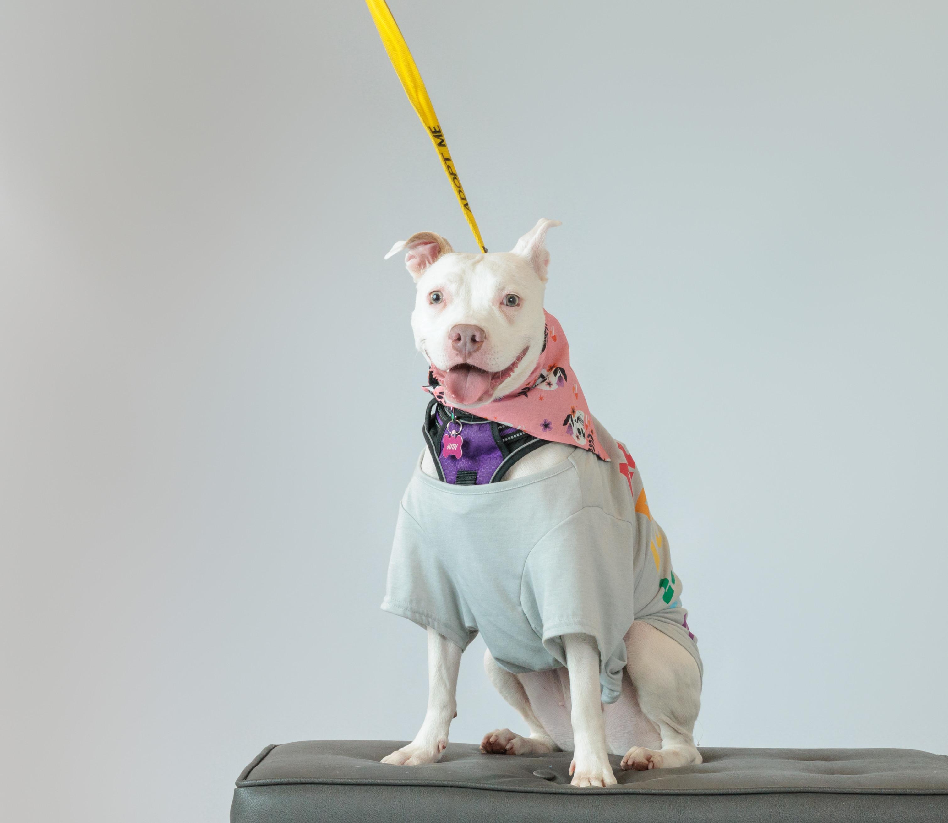 Enlarge Judy, a Adoptable Pit Bull Terrier in Lincoln Park, NJ image 5/6