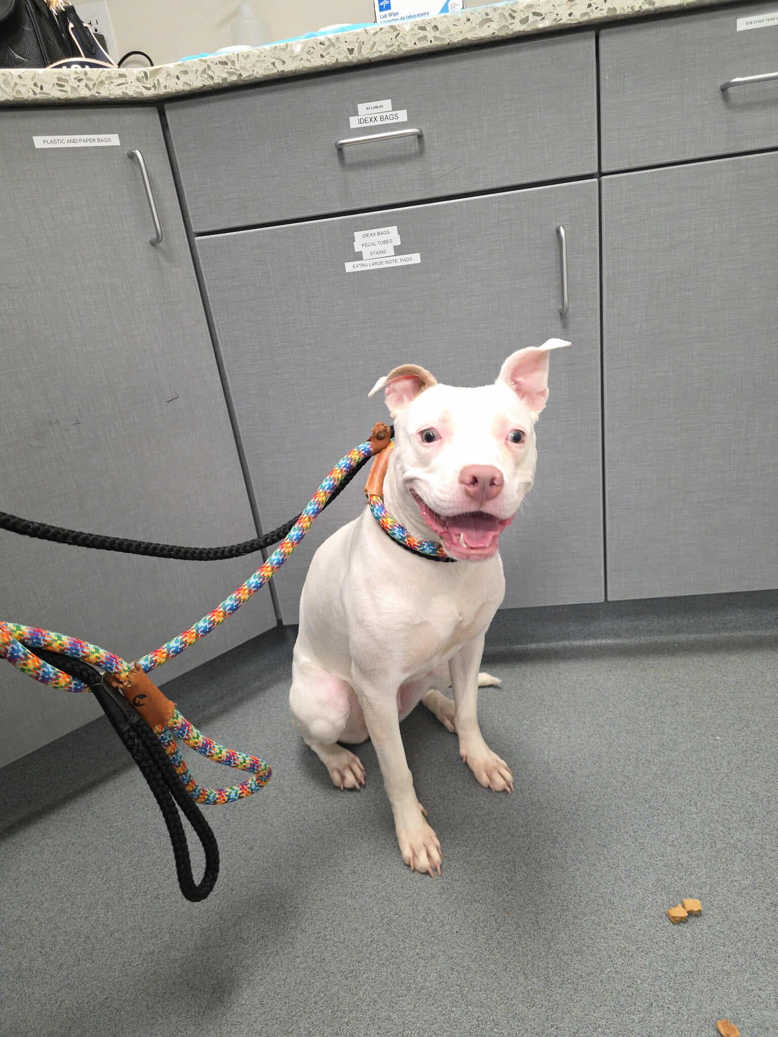 Enlarge Judy, a Adoptable Pit Bull Terrier in Lincoln Park, NJ image 6/6