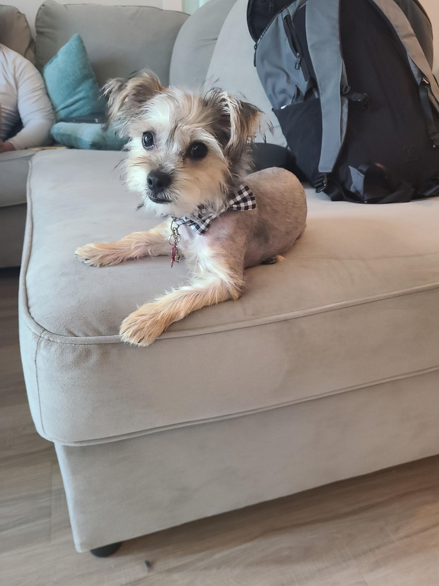 Enlarge Kasey, a Adopted Chorkie in Greenville, SC image 1/1