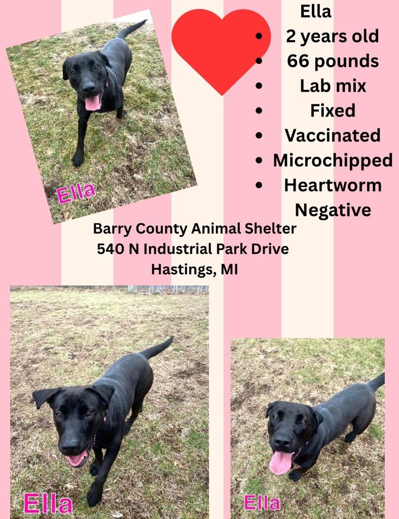 Enlarge ELLA, a Adoptable mixed breed in Hastings, MI image 3/6