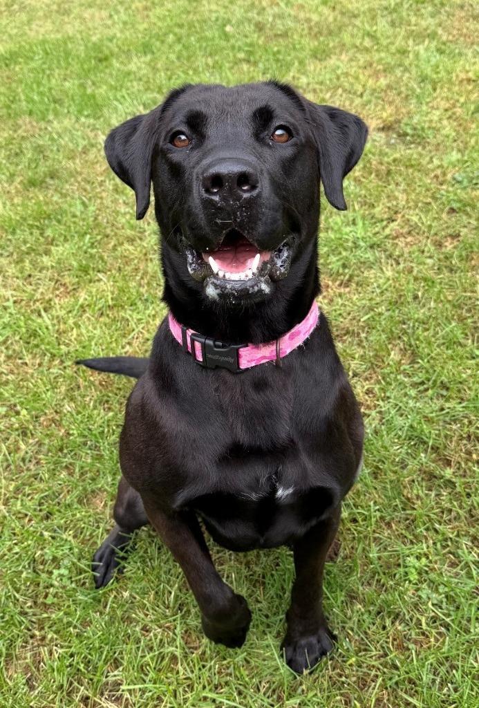 Enlarge ELLA, a Adoptable mixed breed in Hastings, MI image 4/6
