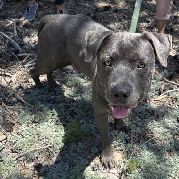 Freckles, Adoptable, Adult Male Mastiff & American Staffordshire Terrier.