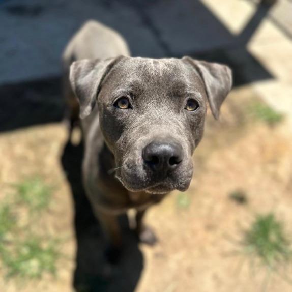 Freckles, a Adoptable mixed breed in Stagecoach, NV image 3/3