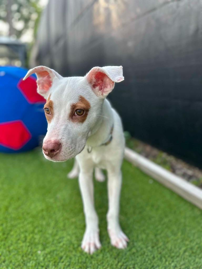 Henry, Adoptable, Puppy Male Mixed Breed.