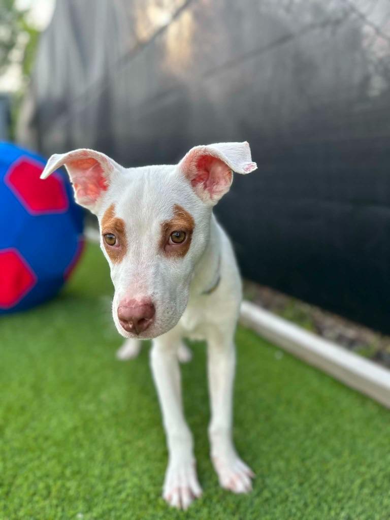 Enlarge Henry, a Adoptable mixed breed in Detroit, MI image 2/6