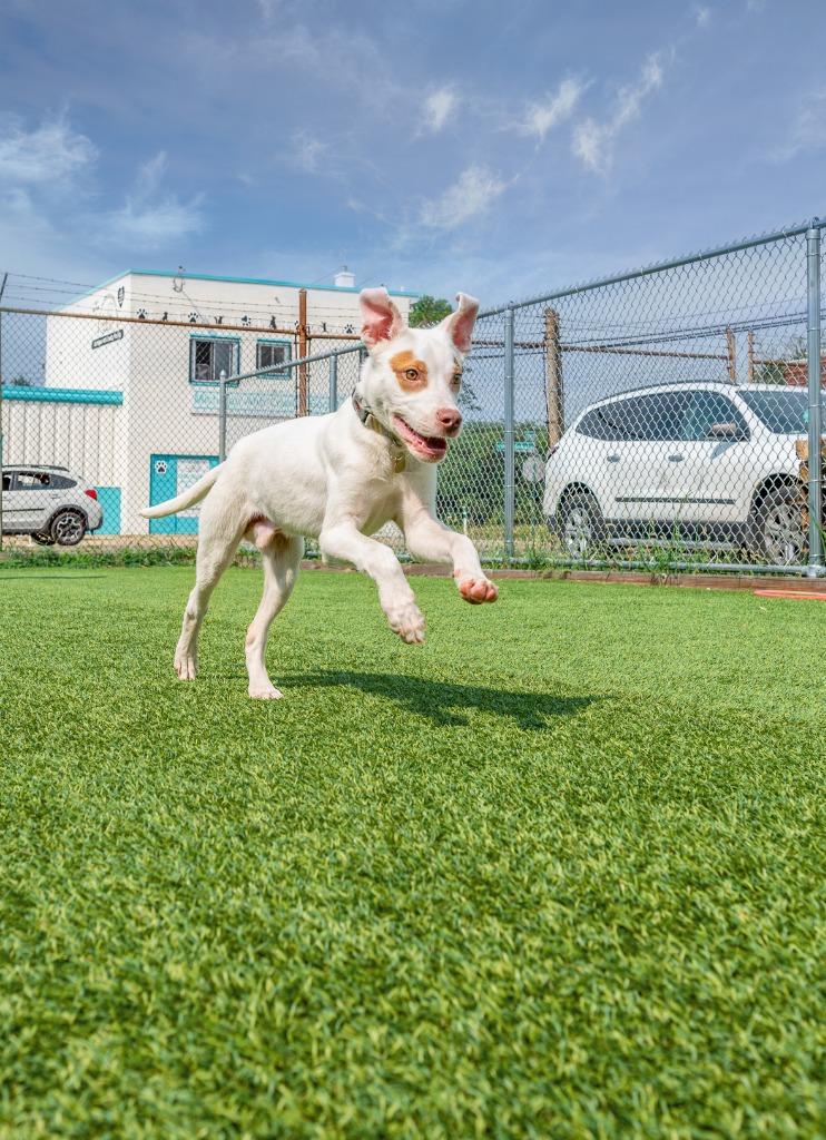 Enlarge Henry, a Adoptable mixed breed in Detroit, MI image 3/6