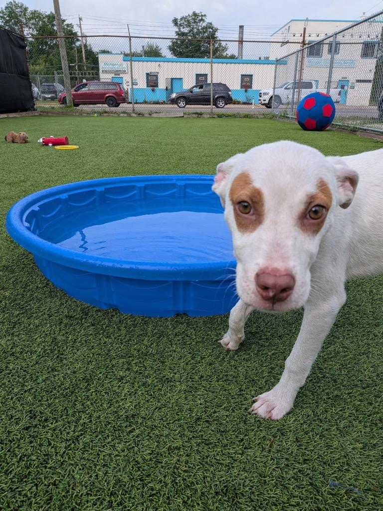 Enlarge Henry, a Adoptable mixed breed in Detroit, MI image 4/6