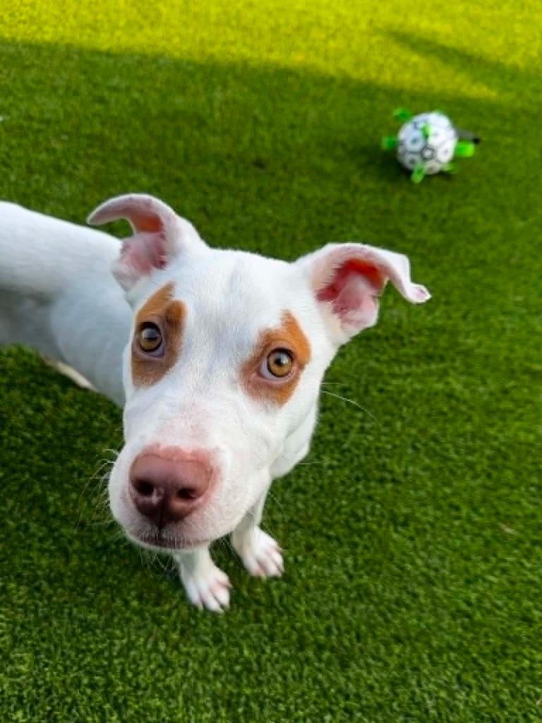 Enlarge Henry, a Adoptable mixed breed in Detroit, MI image 5/6