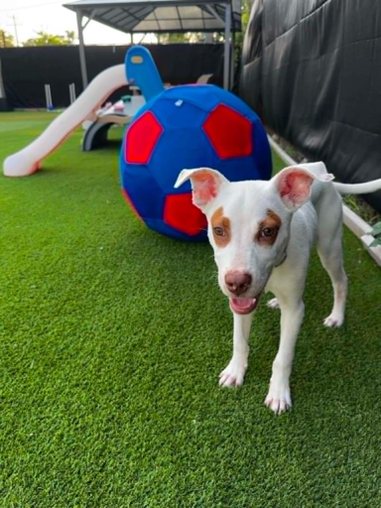 Enlarge Henry, a Adoptable mixed breed in Detroit, MI image 6/6