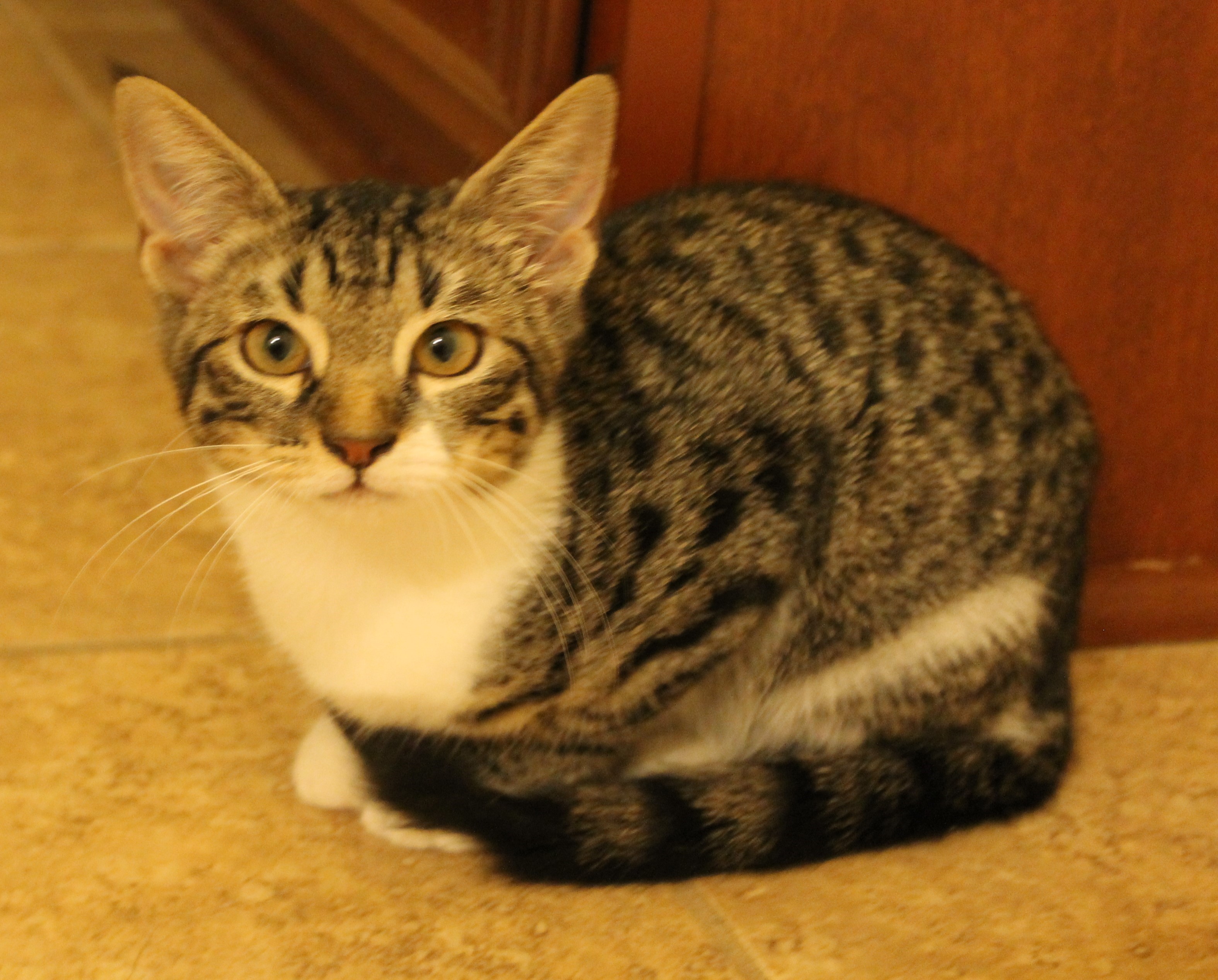 Enlarge Cannoli, a Adoptable Domestic Short Hair in Fort Worth, TX image 2/4