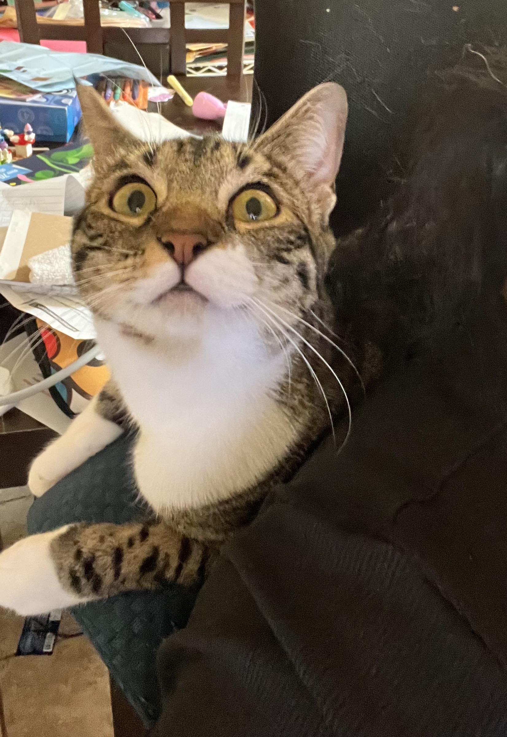 Enlarge Cannoli, a Adoptable Domestic Short Hair in Fort Worth, TX image 2/4