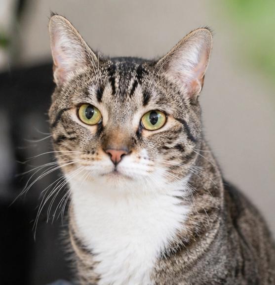 Enlarge Cannoli, a Adoptable Domestic Short Hair in Fort Worth, TX image 1/4
