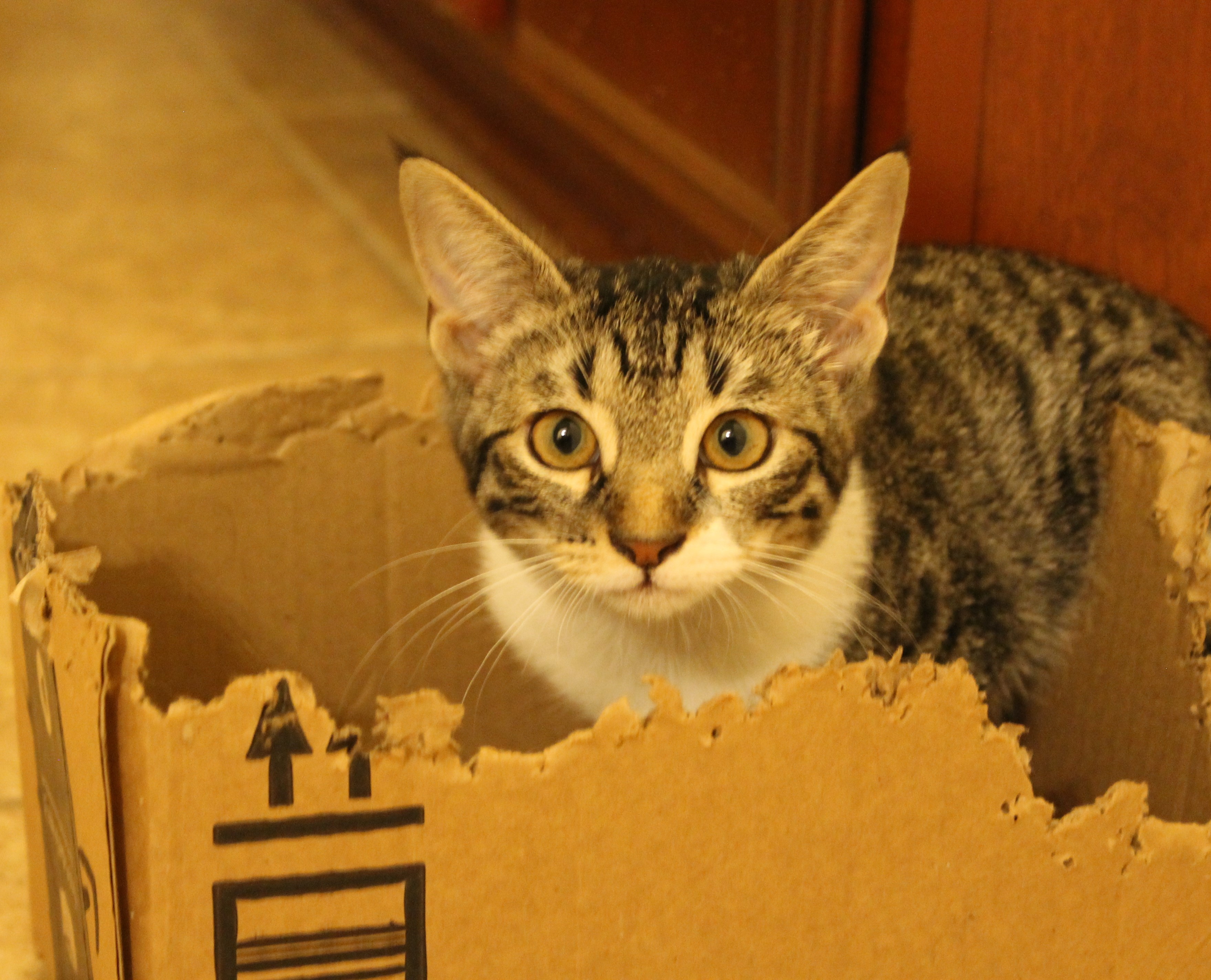 Enlarge Cannoli, a Adoptable Domestic Short Hair in Fort Worth, TX image 4/4