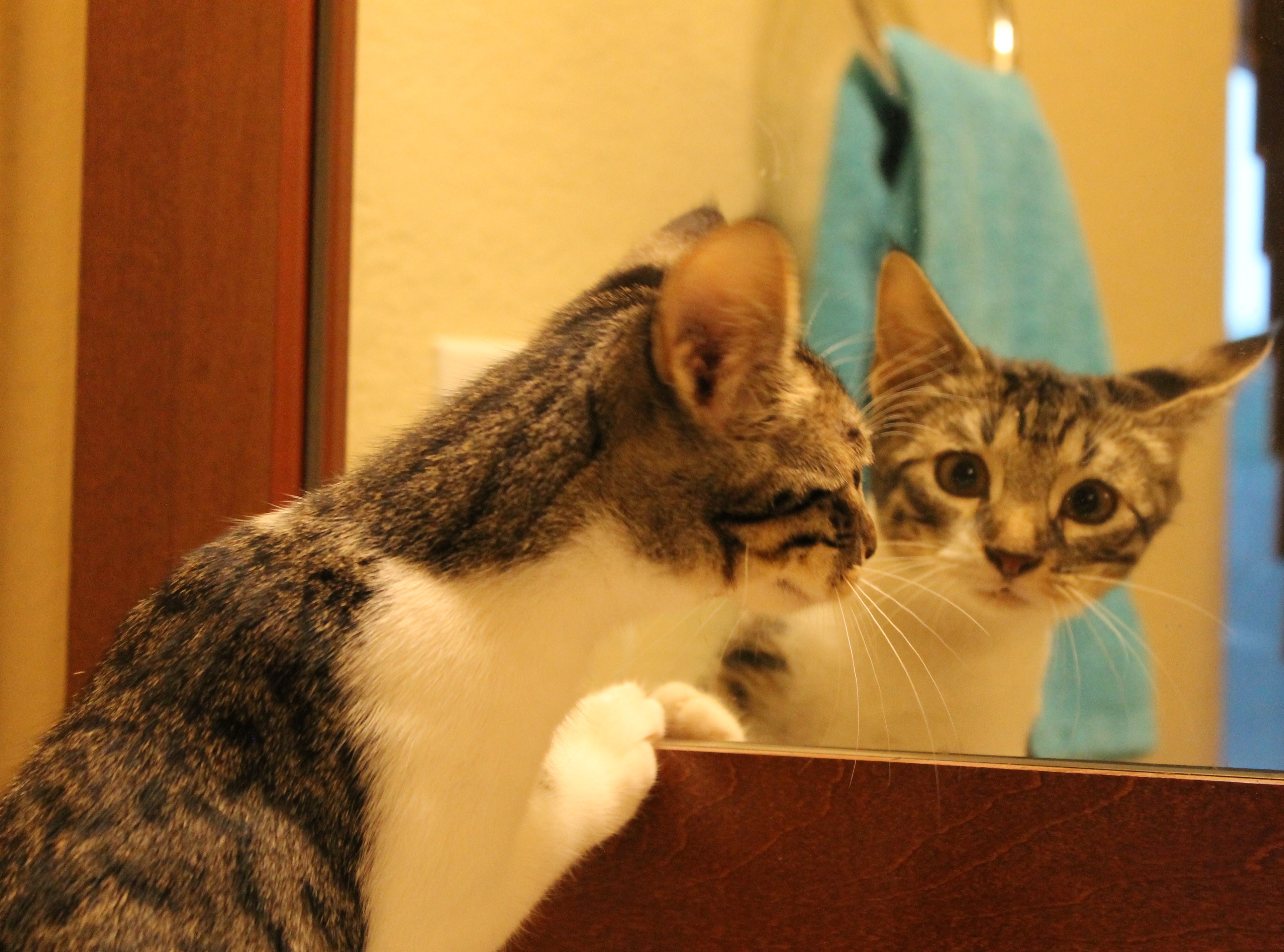 Enlarge Cannoli, a Adoptable Domestic Short Hair in Fort Worth, TX image 1/4