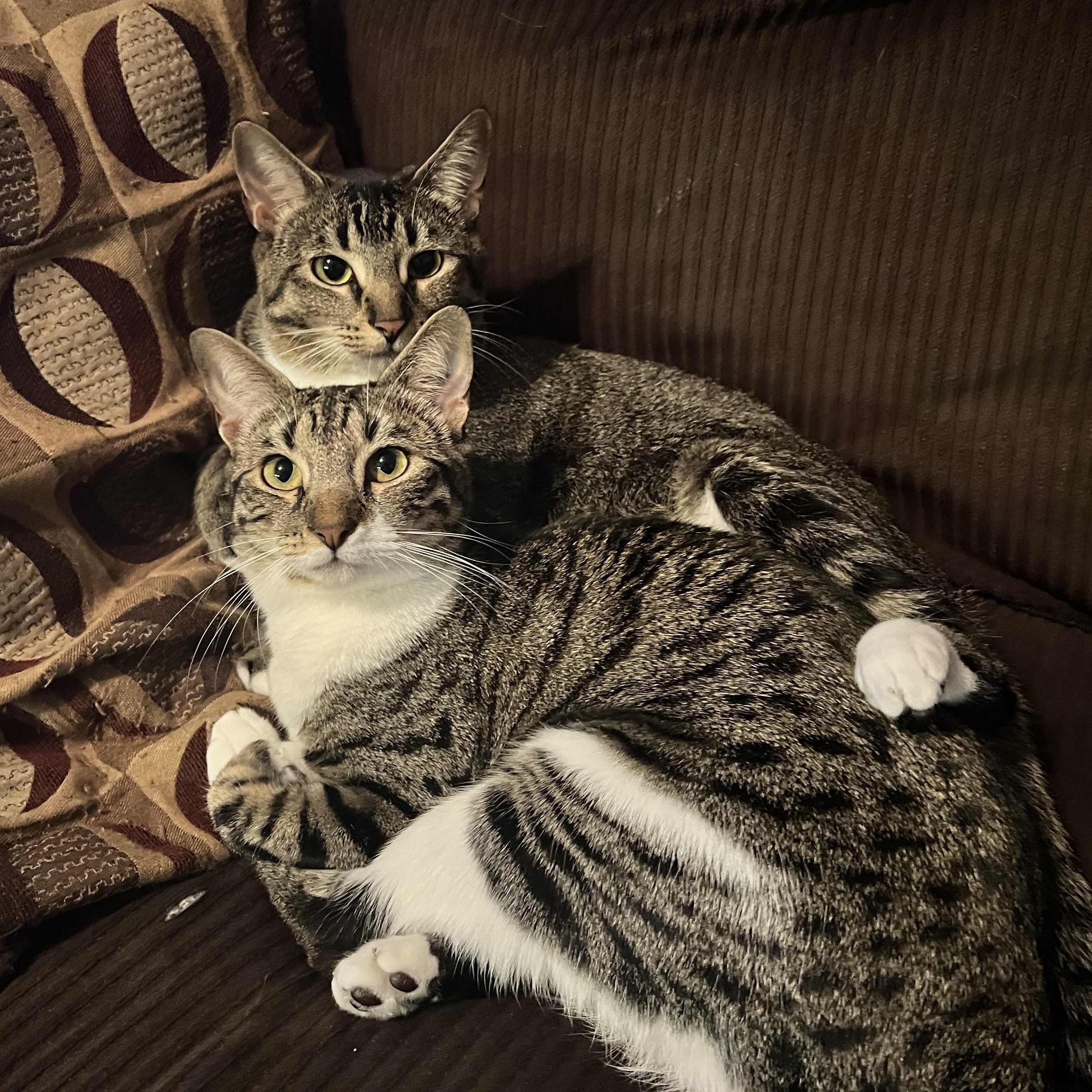 Enlarge Cannoli, a Adoptable Domestic Short Hair in Fort Worth, TX image 3/4