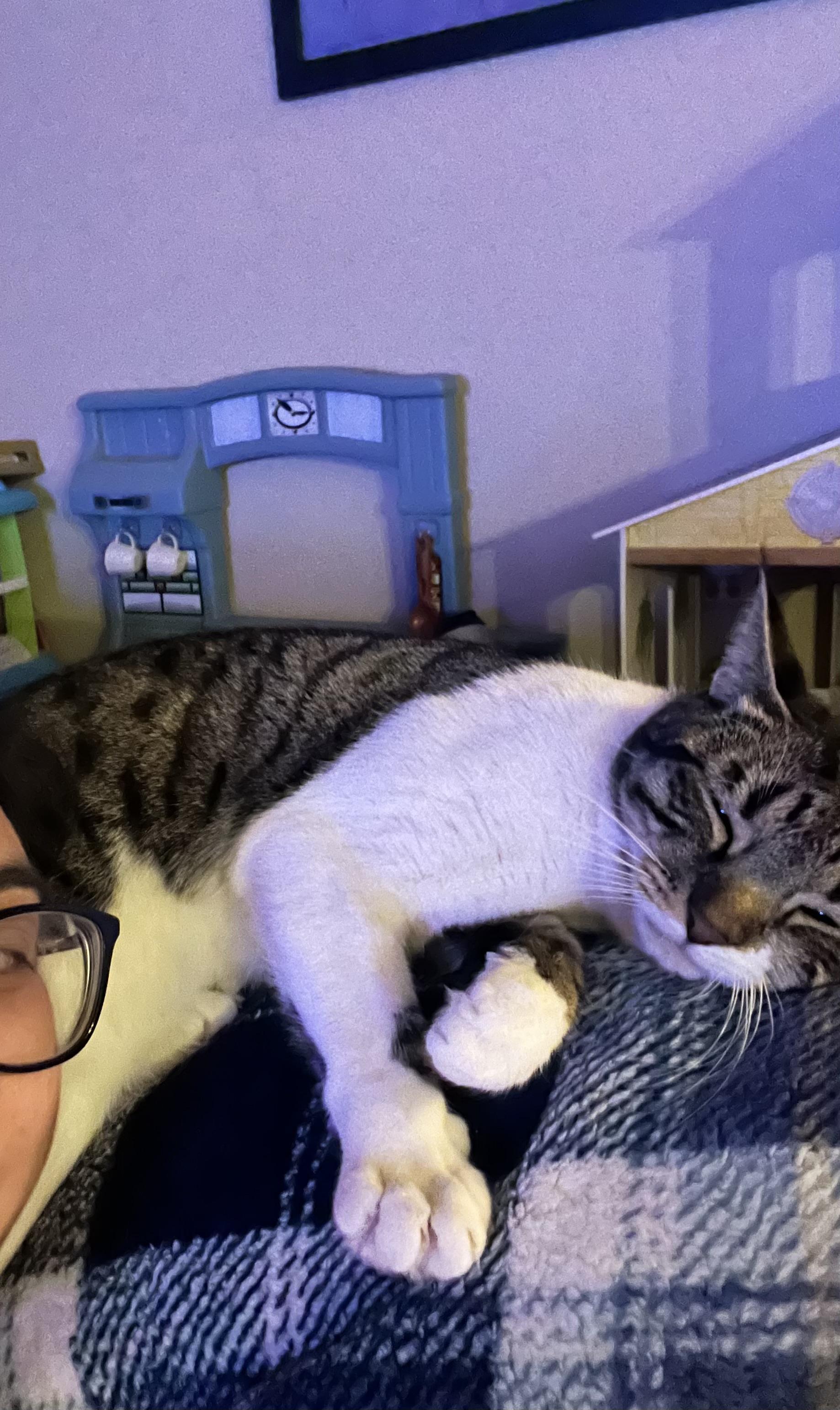 Enlarge Cannoli, a Adoptable Domestic Short Hair in Fort Worth, TX image 4/4