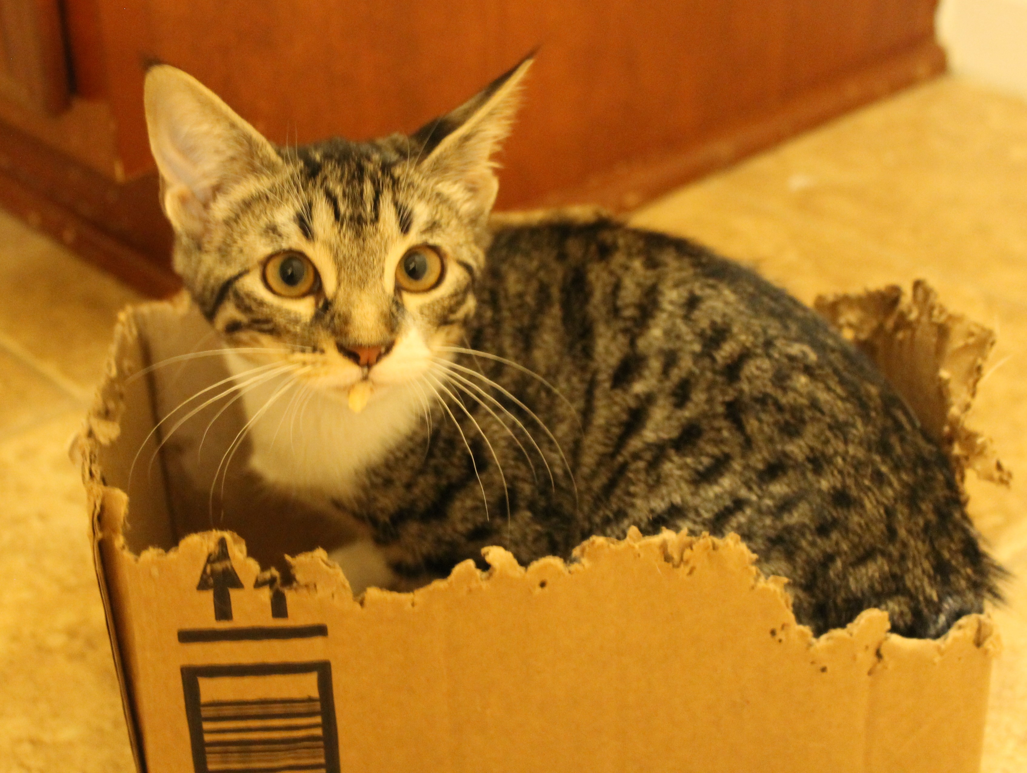 Enlarge Cannoli, a Adoptable Domestic Short Hair in Fort Worth, TX image 3/4