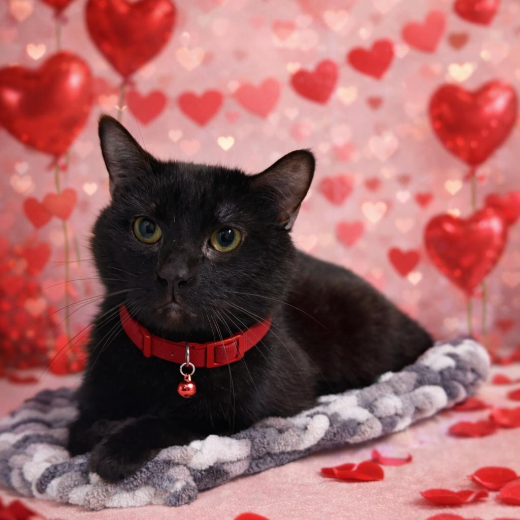 Enderman, Adoptable, Adult Male Domestic Short Hair & Domestic Short Hair.