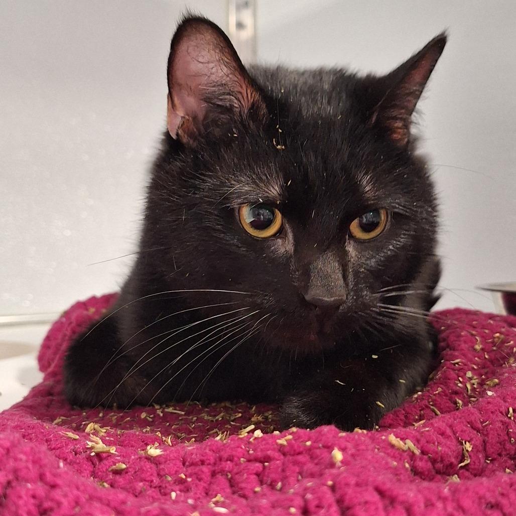 Enderman, a Adoptable mixed breed in Binghamton, NY image 2/3