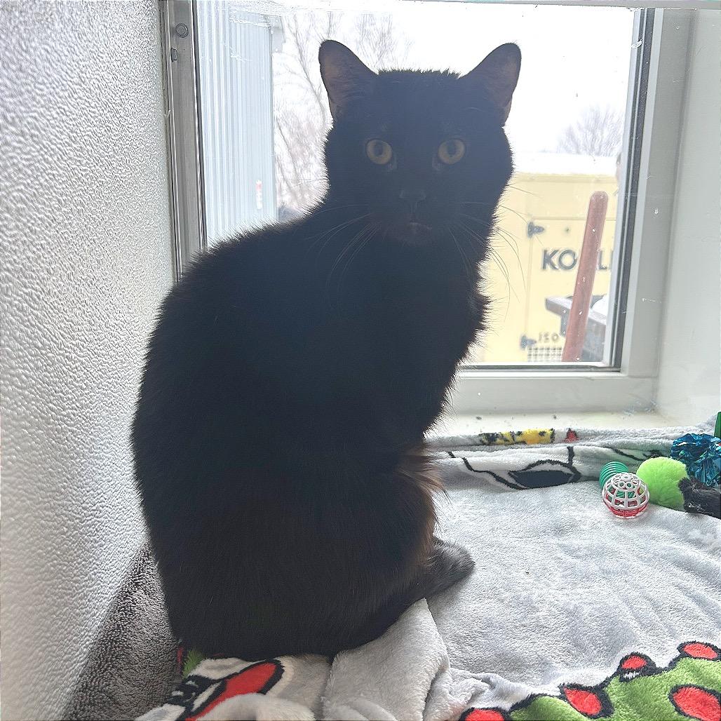 Enderman, a Adoptable mixed breed in Binghamton, NY image 3/3