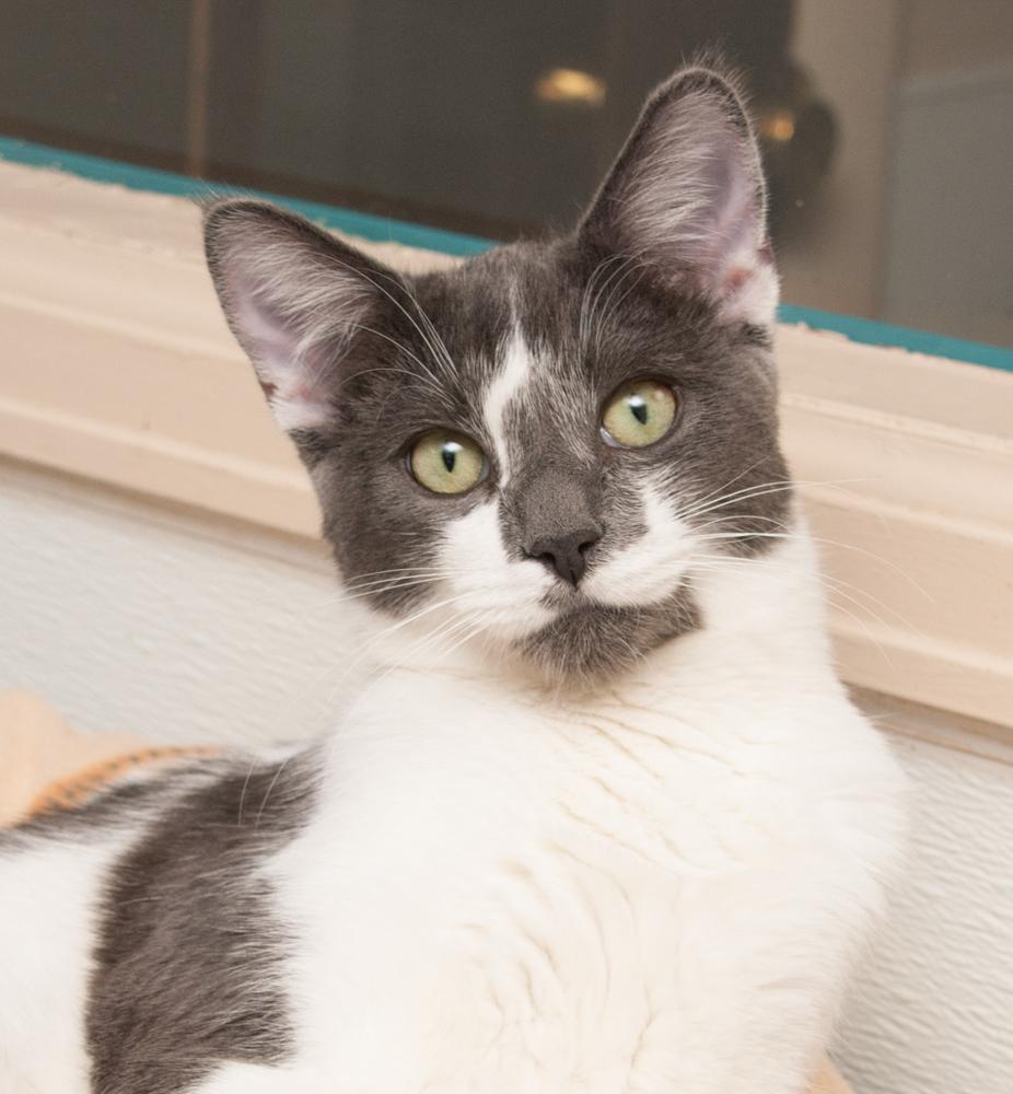 Enlarge Finley, a Adopted Domestic Short Hair in Westminster, CO image 1/2