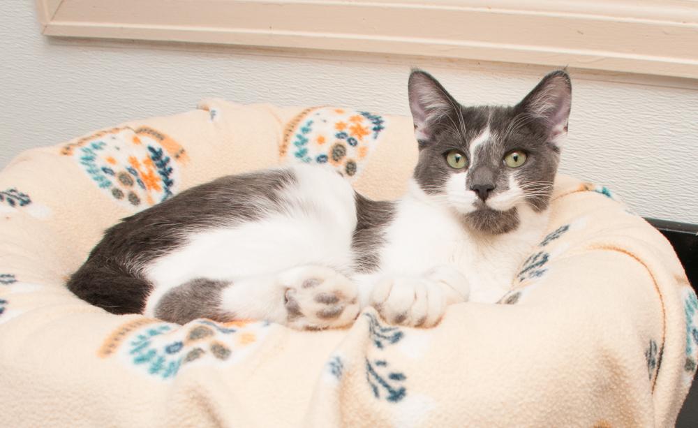Enlarge Finley, a Adopted Domestic Short Hair in Westminster, CO image 2/2