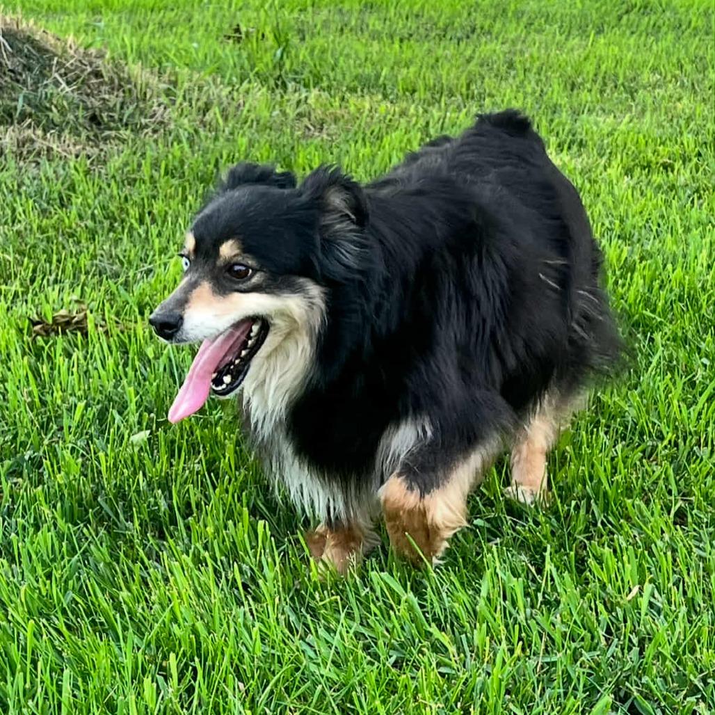 Bella, Adoptable, Adult Female Australian Shepherd & Australian Shepherd.
