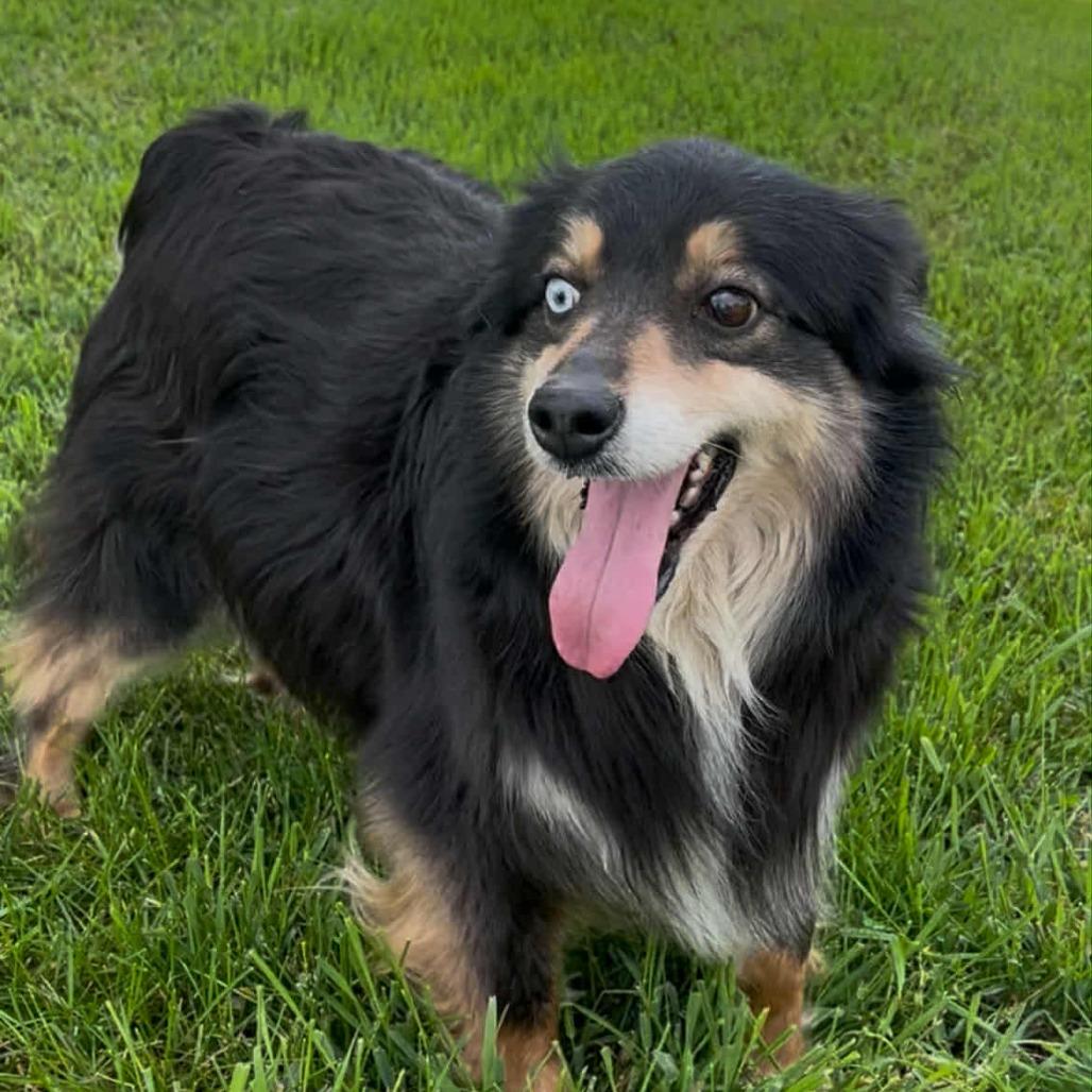 Bella, a Adoptable mixed breed in Ada, MN image 2/3