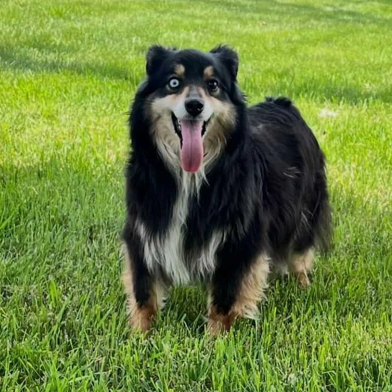 Bella, a Adoptable mixed breed in Ada, MN image 3/3