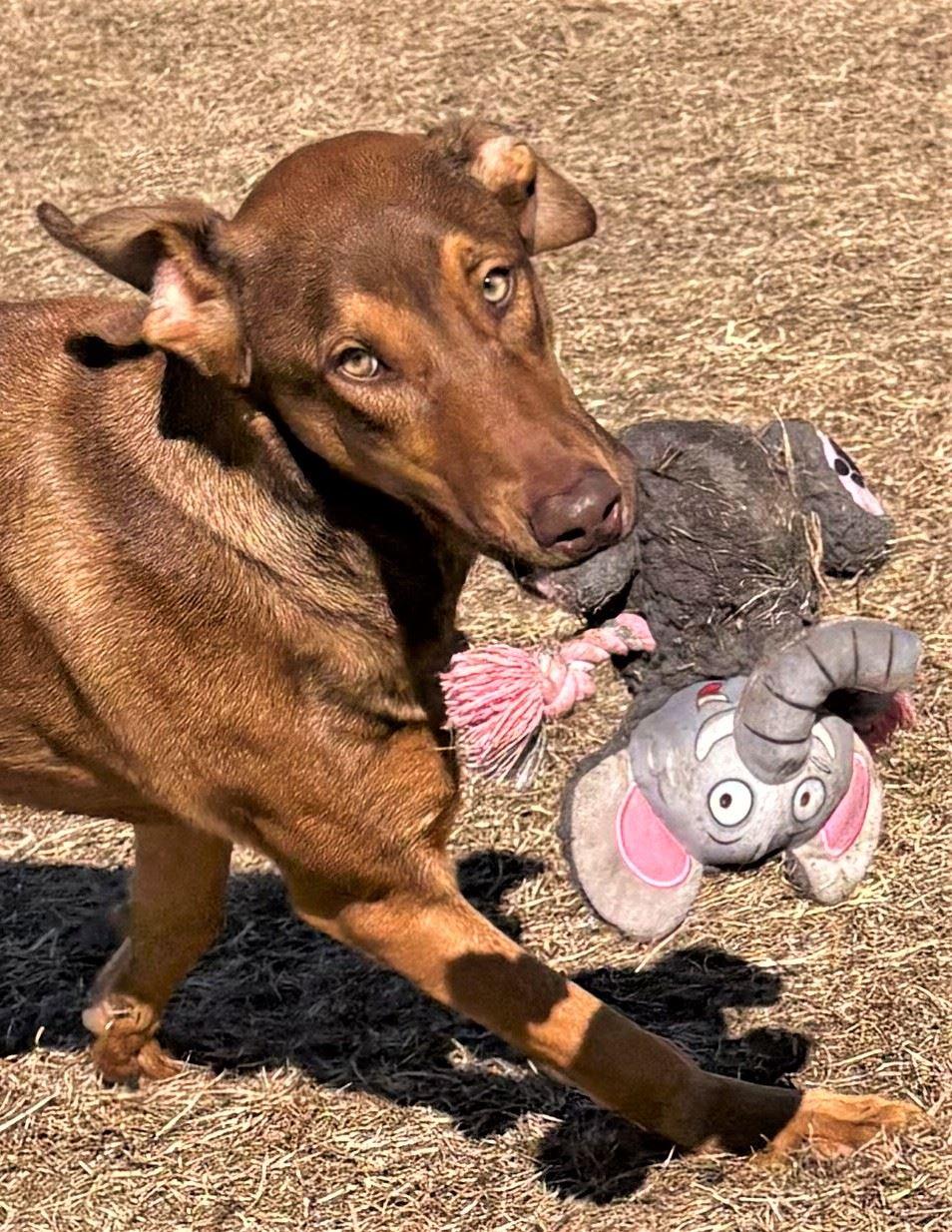 Enlarge Nina, a ADOPTABLE mixed breed in Iowa City, IA image 2/2