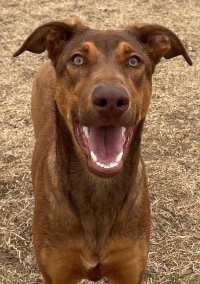 Enlarge Nina, a ADOPTABLE mixed breed in Iowa City, IA image 1/2