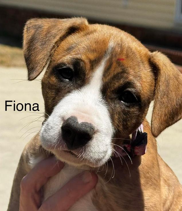 Enlarge Fiona, a ADOPTABLE mixed breed in Eutawville, SC image 1/5
