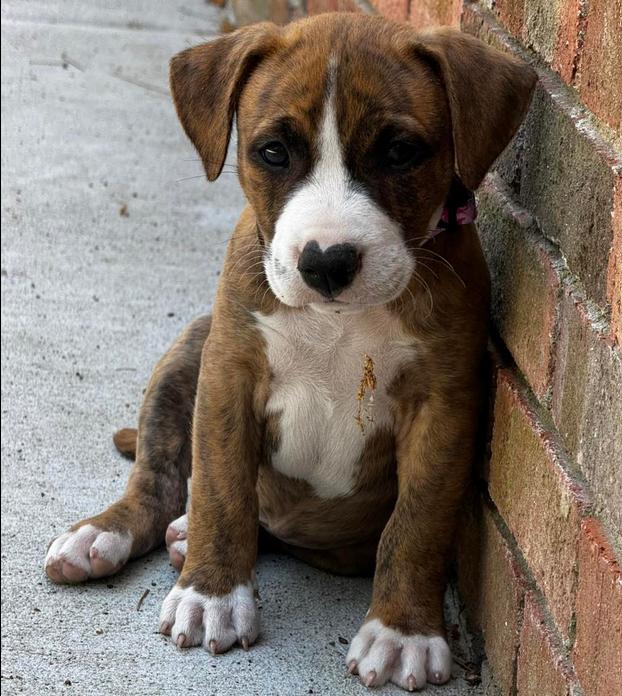 Enlarge Fiona, a ADOPTABLE mixed breed in Eutawville, SC image 3/5