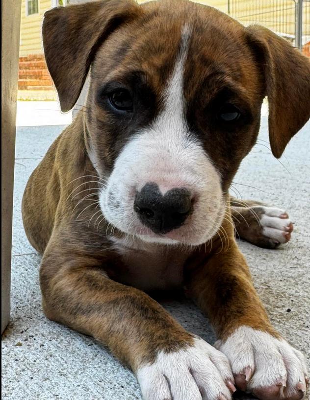 Enlarge Fiona, a ADOPTABLE mixed breed in Eutawville, SC image 2/5