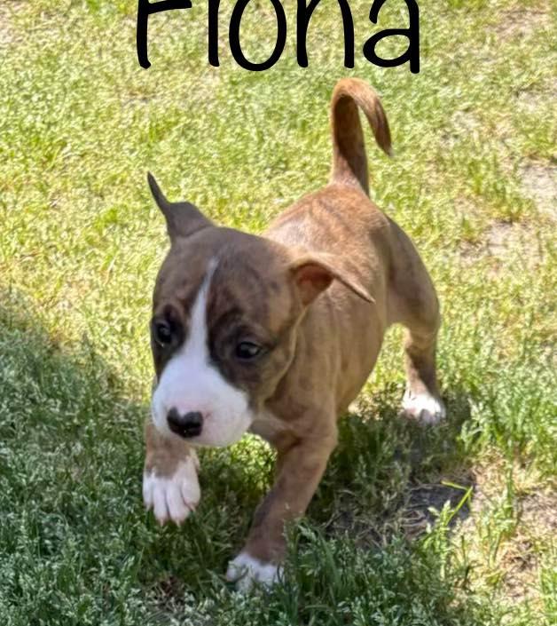 Fiona, ADOPTABLE, Puppy Female Mixed Breed.