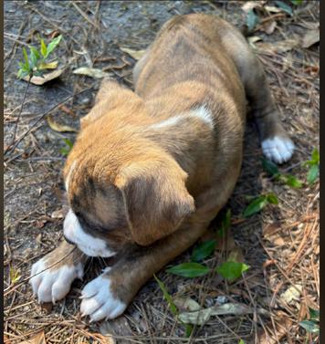 Enlarge Fiona, a ADOPTABLE mixed breed in Eutawville, SC image 4/4