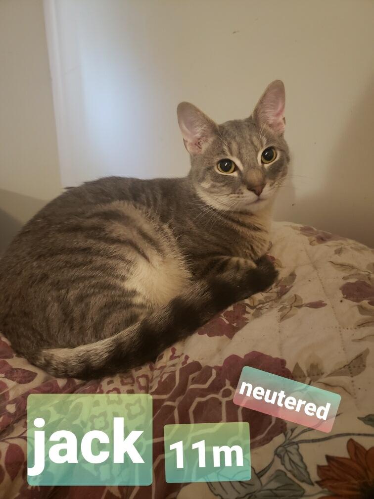 Enlarge Jack, a ADOPTABLE Domestic Medium Hair in Crossville, TN image 2/3