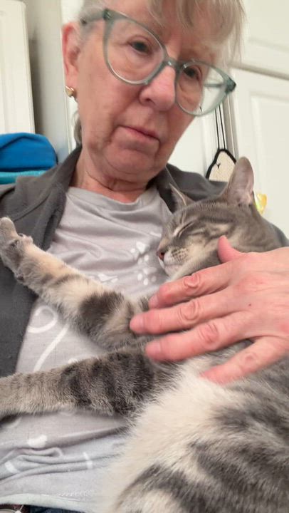 Enlarge Jack, a ADOPTABLE Domestic Medium Hair in Crossville, TN video 3/3