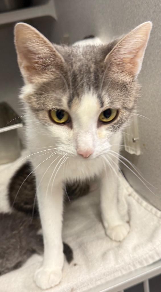 Donna, Adoptable, Young Female Domestic Short Hair.