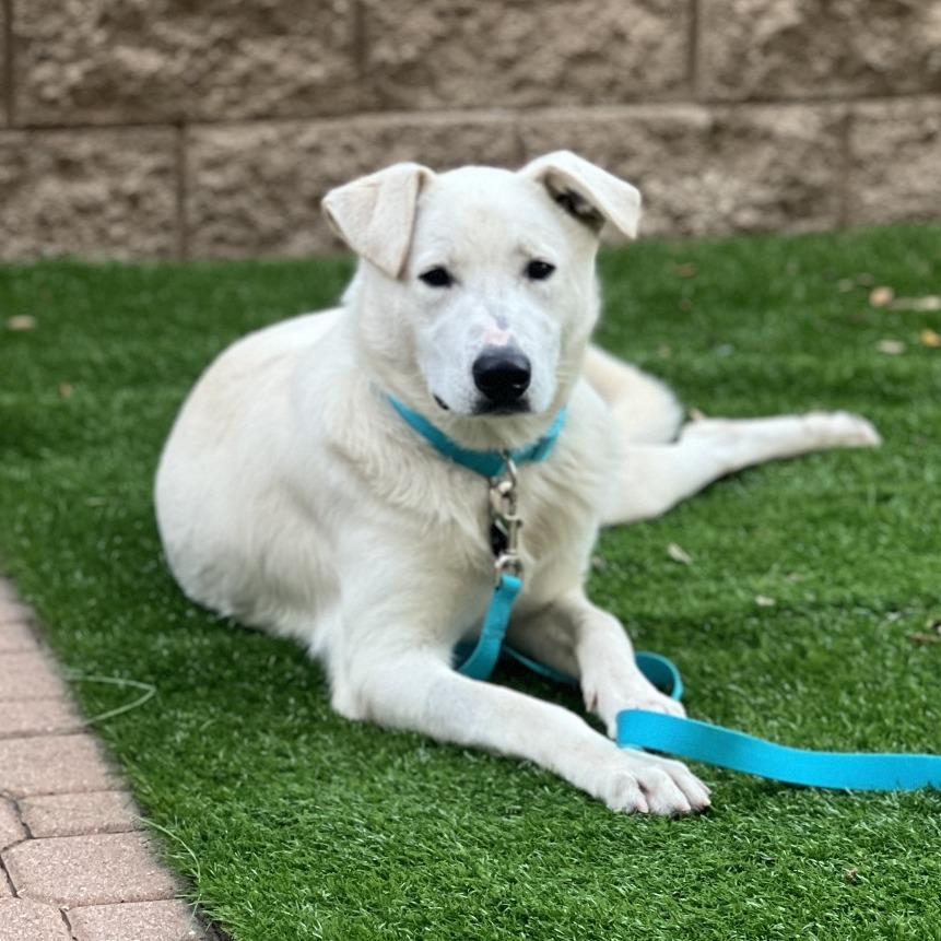 Enlarge Joey, a Adoptable mixed breed in Riverside, CA image 4/6