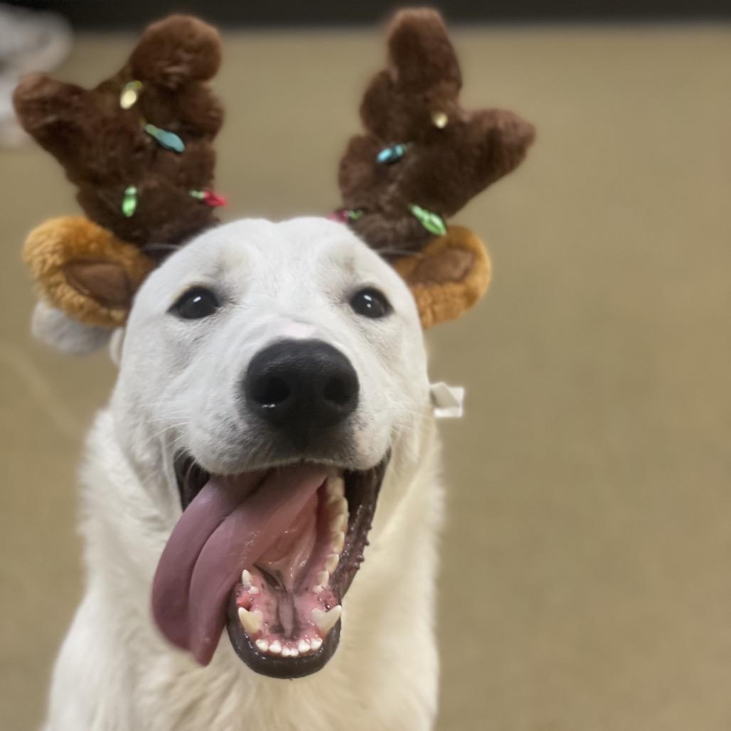 Enlarge Joey, a Adoptable mixed breed in Riverside, CA image 6/6