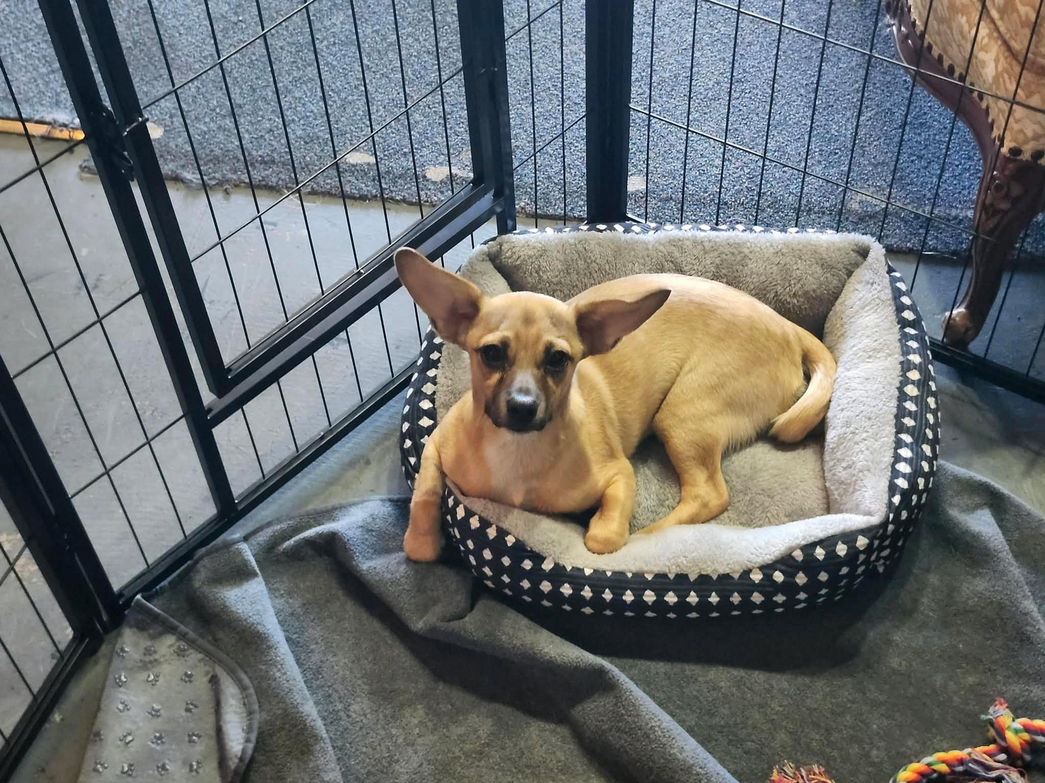 Enlarge Ricky Martin, a ADOPTABLE mixed breed in Roseburg, OR image 6/6