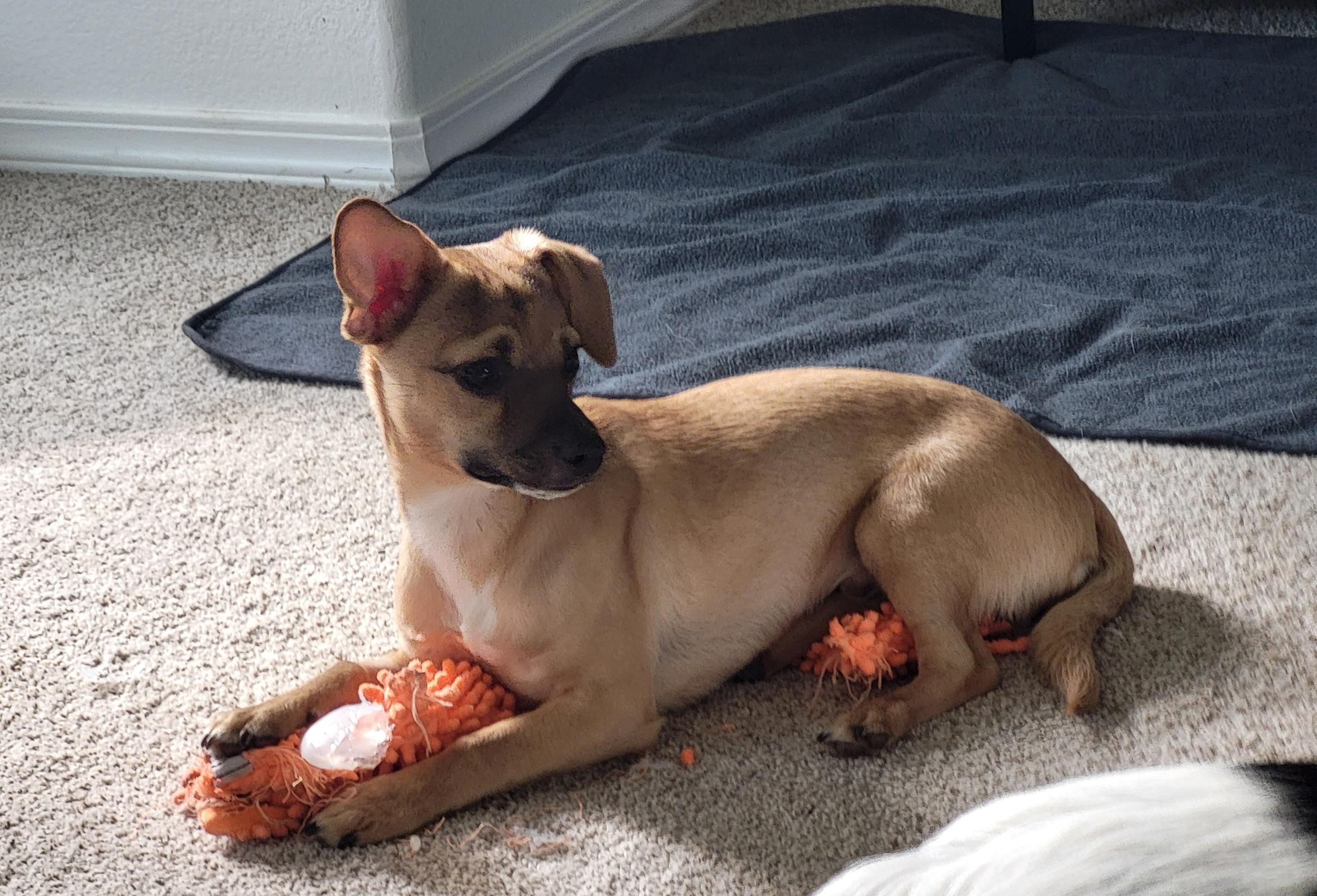 Enlarge Ricky Martin, a ADOPTABLE mixed breed in Roseburg, OR image 1/6