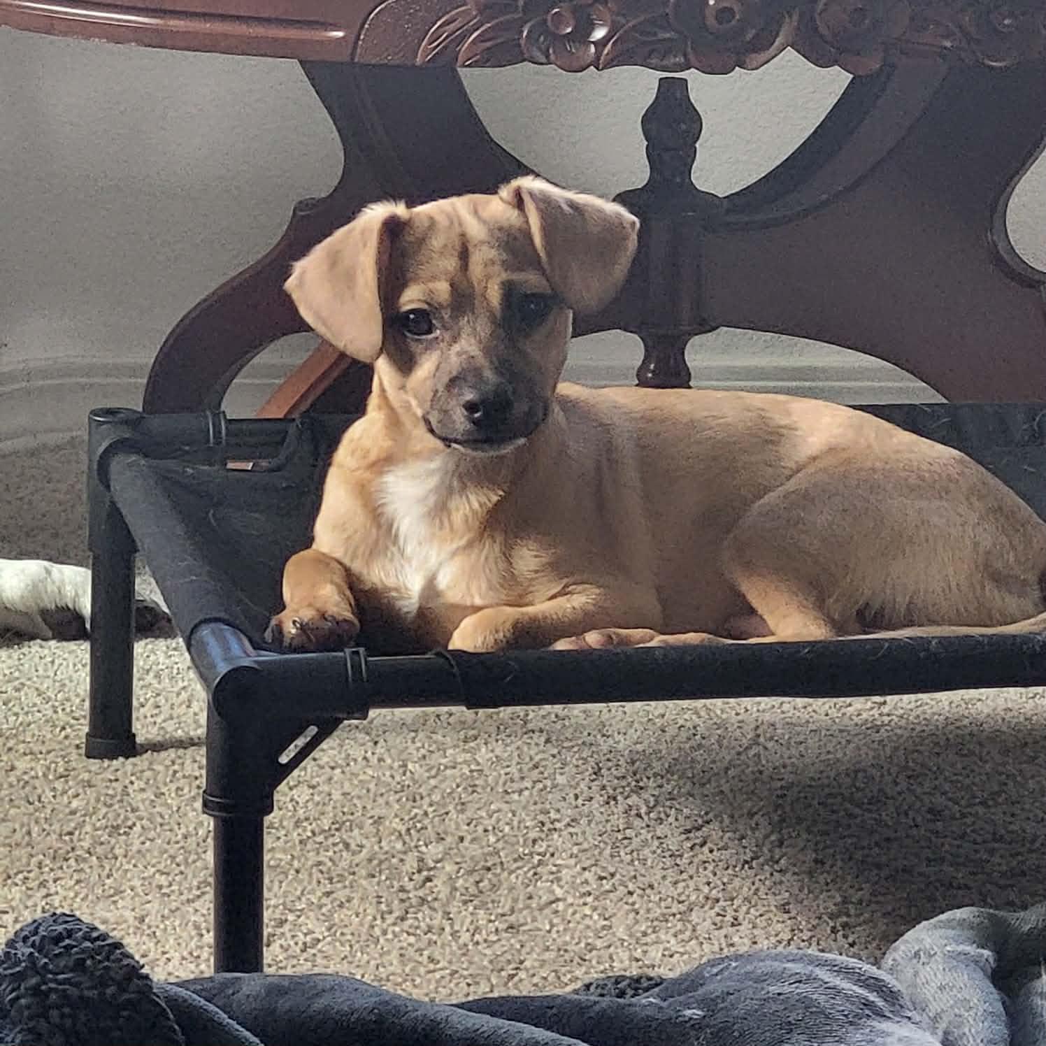 Ricky Martin, ADOPTABLE, Puppy Male Corgi.