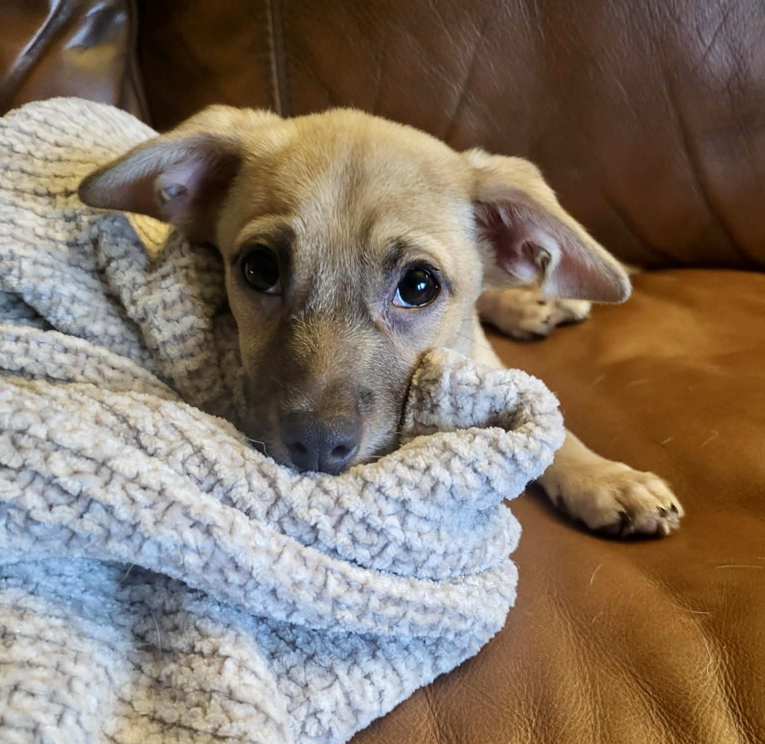 Enlarge Ricky Martin, a ADOPTABLE mixed breed in Roseburg, OR image 4/6