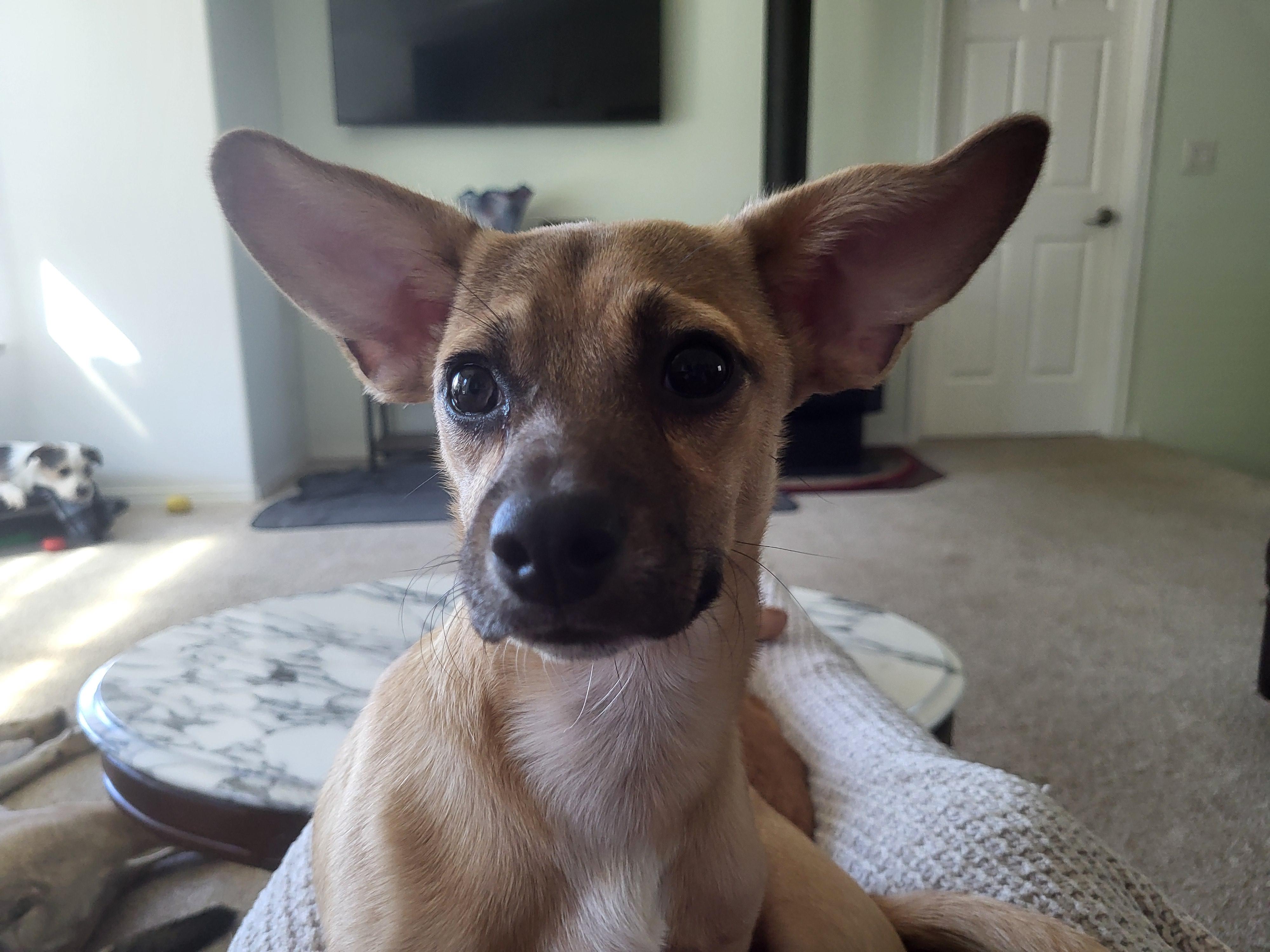 Ricky Martin, ADOPTABLE, Puppy Male Miniature Pinscher & Chihuahua.