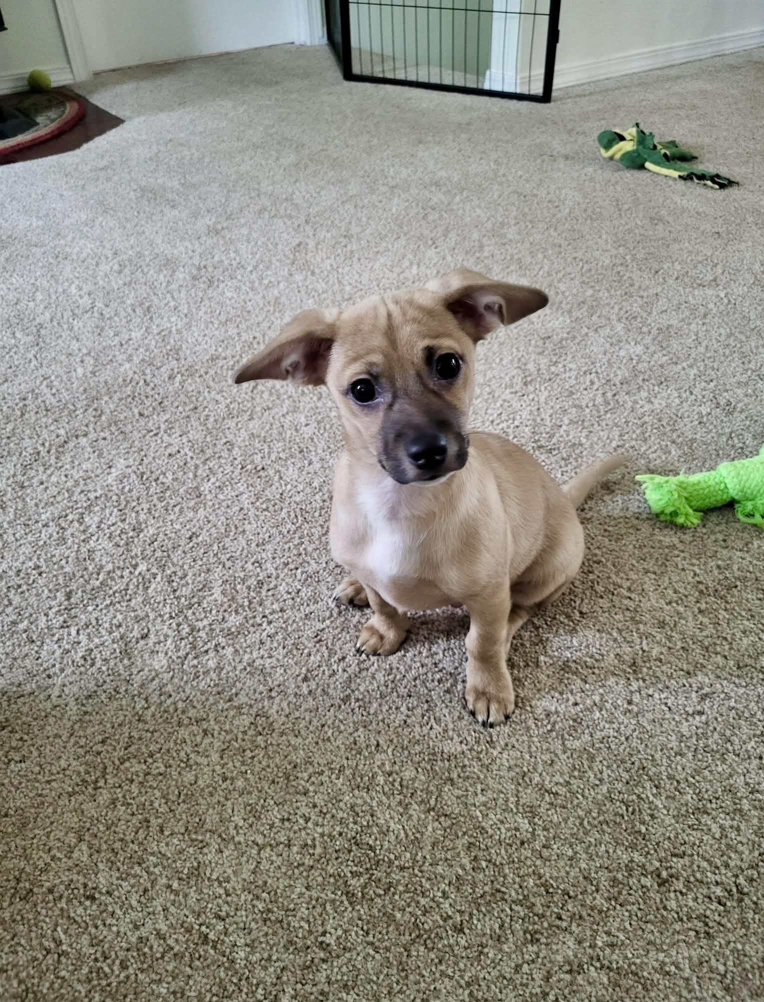 Ricky Martin, ADOPTABLE, Puppy Male Corgi.