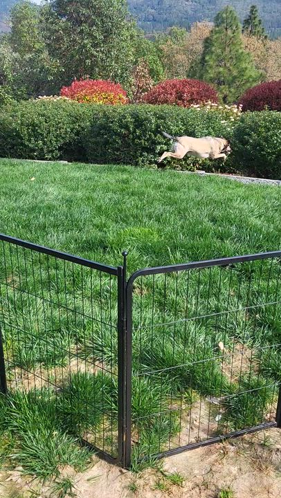 Enlarge Ricky Martin, a ADOPTABLE mixed breed in Roseburg, OR video 5/6