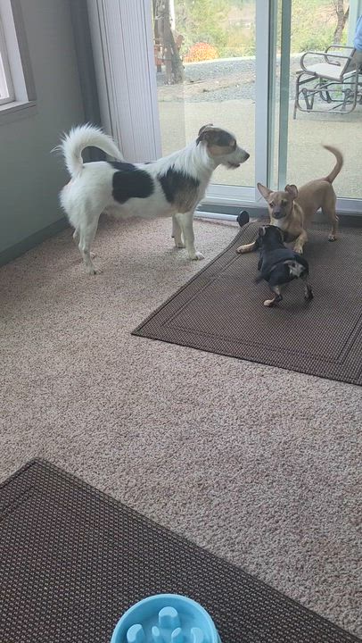 Enlarge Ricky Martin, a ADOPTABLE mixed breed in Roseburg, OR video 2/6